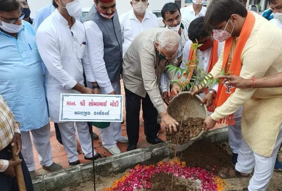 Tree Plantation